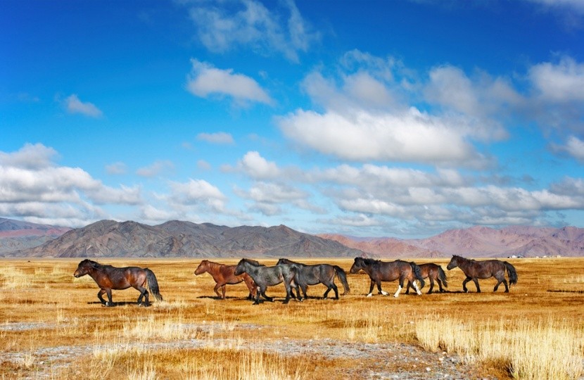 Gobi