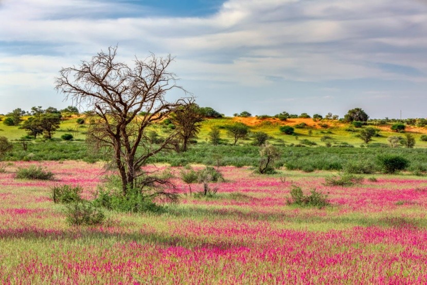 Kalahari