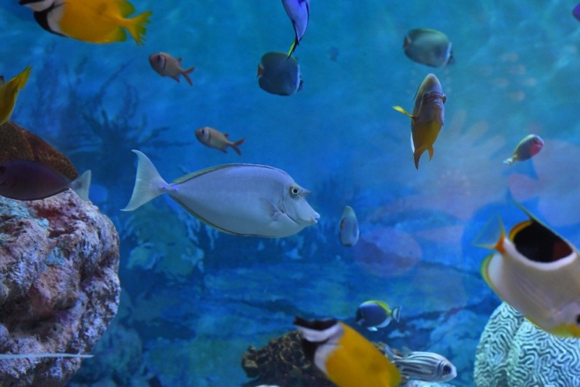 CretAquarium
