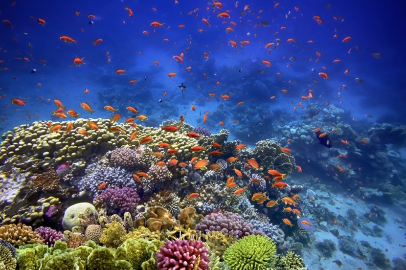 Rudé moře, Egypt