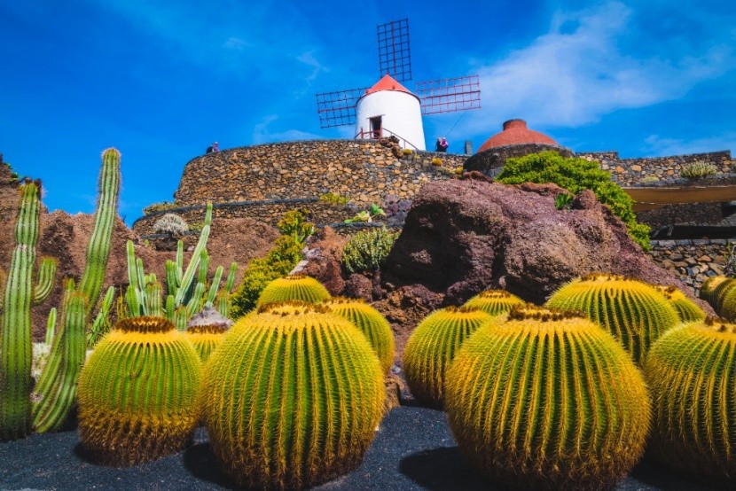 Lanzarote, Kaktusz-kert