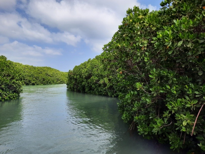 Lasy namorzynowe przy Archipelagu Farasan
