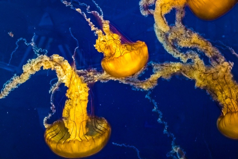 nejkrásnější tanečnice oceánu