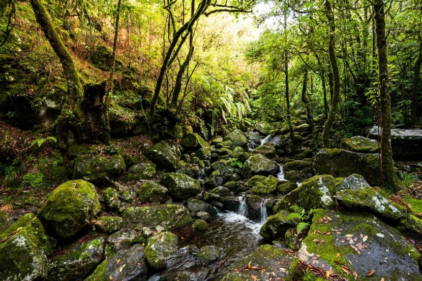 les Laurisilva, Levada dos Cedros, Madeira