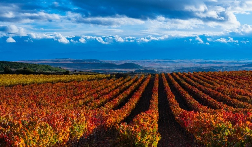 podzimní vinice, Rioja, Španělsko