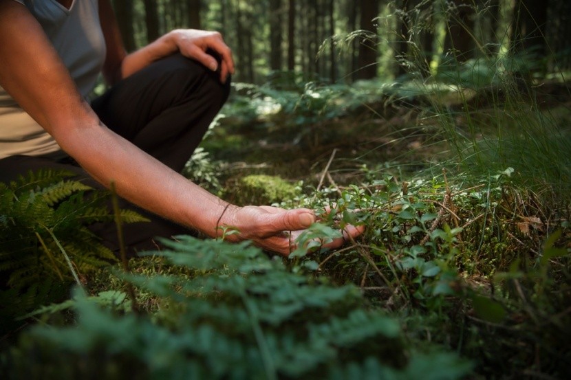 Forest Bathing aneb ponoření do lesa