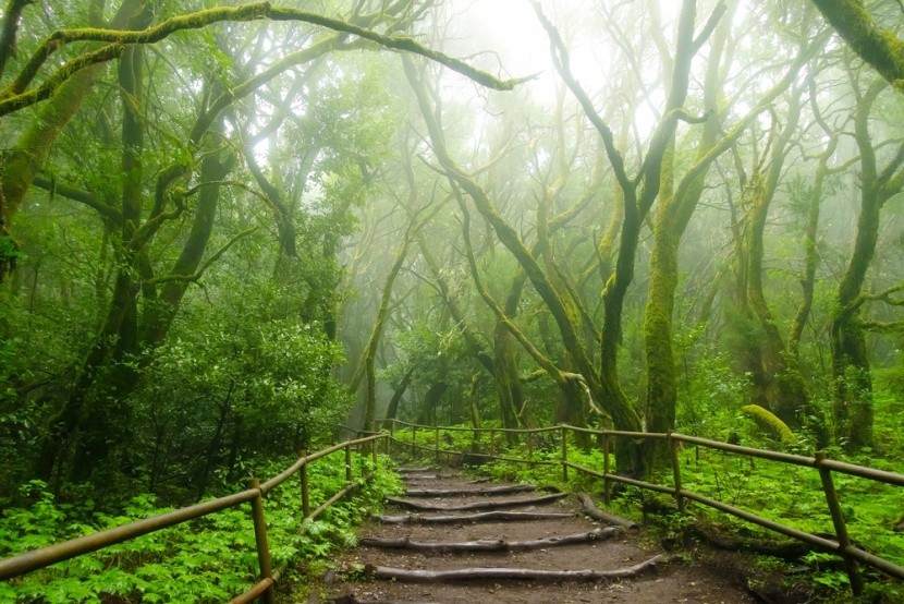 vavřínový les Garajonay, La Gomera