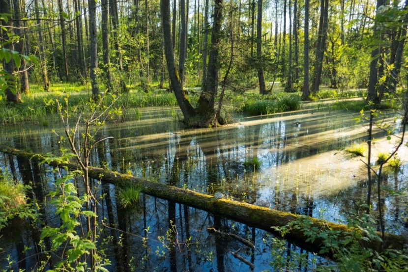 Bělověžský prales, Polsko