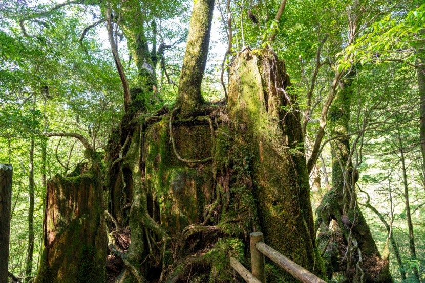 cedr yakusugi, Yakushima, Japonsko