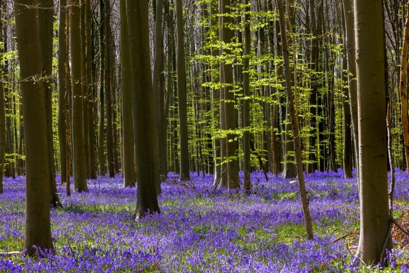 Hallerbos, Belgie