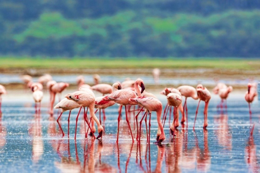 A Nakuru-tó flamingói, Kenya