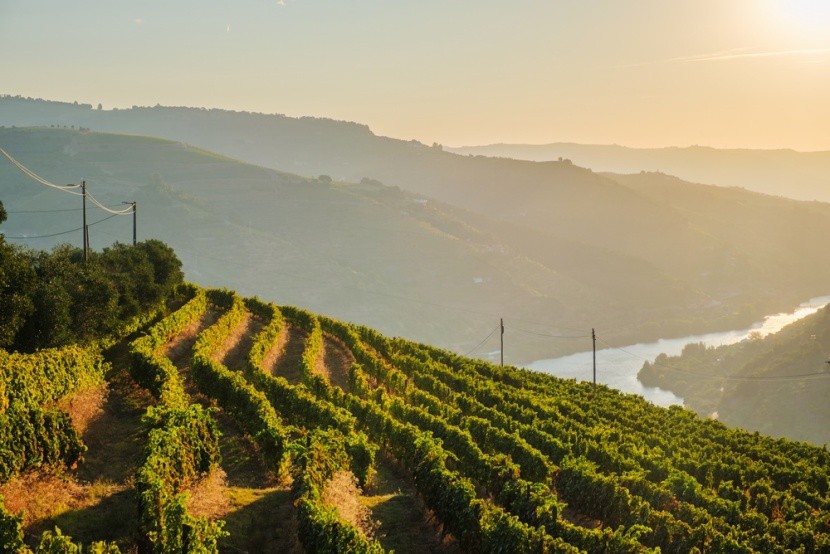 Vinice nad řekou, Douro
