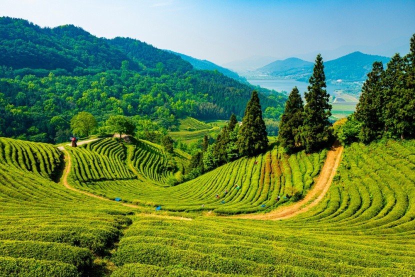 Čajové plantáže, Boseong