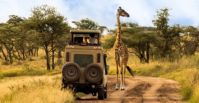 Safari w Afryce
