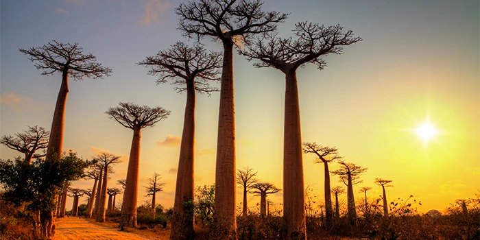 Madagaskar